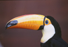 http://www.bristolzoo.org.uk/learning/animals/birds/toucan
